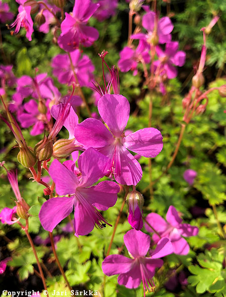 Geranium x cantabrigiense 'Crystal Rose', peittokurjenpolvi